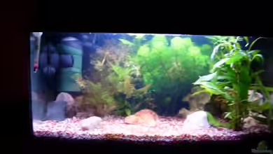 Becken 11075 von Anamorph