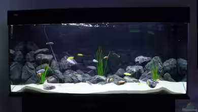 Becken 11079 von Tobias Blaurock