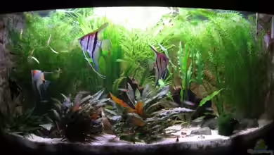 Becken 11117 von Marco Mau