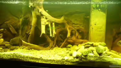 Becken 11122 von pfauenauge36