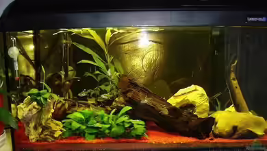 Becken 1113 von Michael Dix