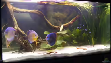 Becken 11135 von Tummelratte