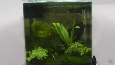 Becken 11141 von Applehorsti