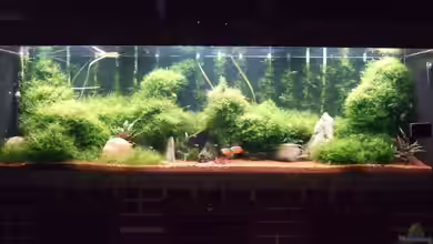 Becken 11148 von Sebastian Winkel