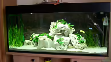 Becken 1115 von Michael Meier