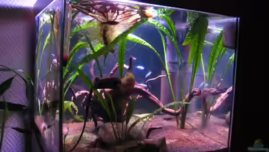 Becken 11165 von tenebroso