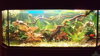 Becken 11189 von Jason