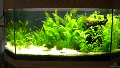 Becken 11211 von Fransenlippler