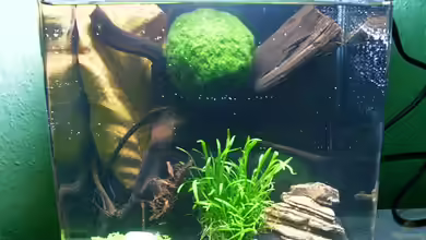 Becken 11224 von s_susie