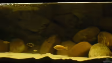 Becken 11236 von Northernlights