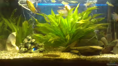 Becken 11243 von Thomas Müller