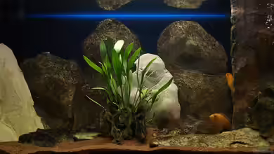 Becken 11282 von Markus Brachmann