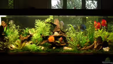 Becken 11336 von lod