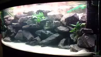 Becken 11339 von Master S2308