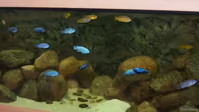 Becken 11355 von Rene Sarink