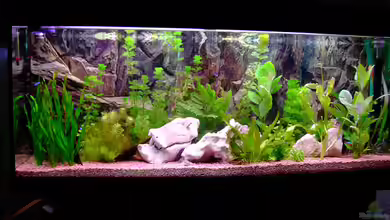 Becken 1136 von Steve Knöfler