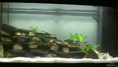 Becken 1137 von Sabine Hoffmann