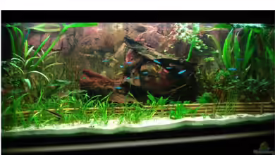 Becken 11381 von Melle