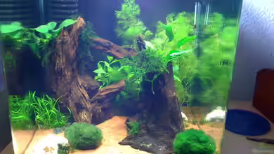 Becken 11389 von Matthias Lehmann