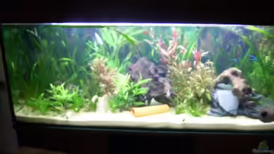 Becken 11411 von Steffen Wenzel