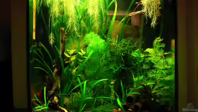 Becken 11415 von Niko Toumanidis