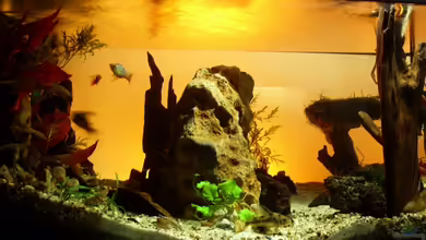 Becken 11416 von Pascal Kapphan