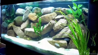 Becken 1143 von Sebastian Hornberger