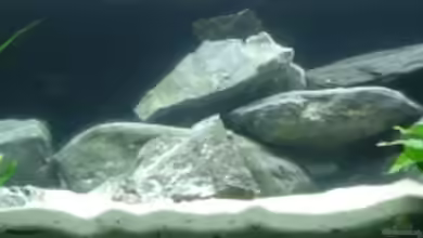 Becken 11440 von Robin Schmidt