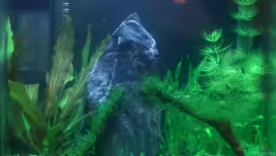 Becken 11461 von Georg