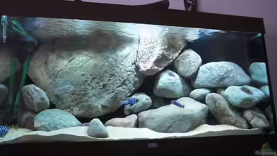 Becken 11465 von Andre Walz