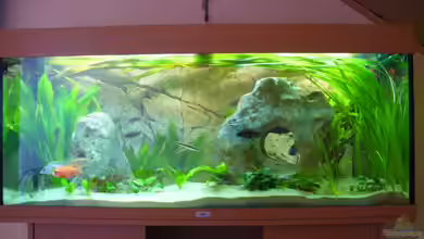 Becken 11467 von Tobi_88