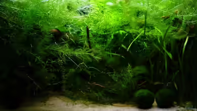 Becken 11470 von njio