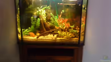 Becken 11471 von Marcus Roth