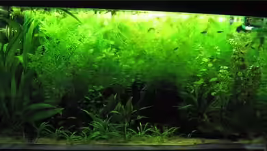 Becken 11502 von Chrihilefi