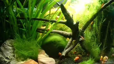 Becken 11504 von Eleanor