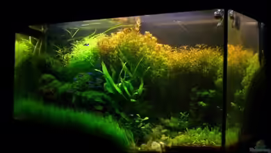 Becken 11533 von Bob M.