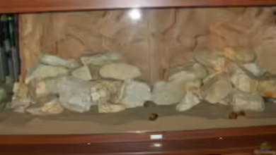 Becken 11539 von rhinshev