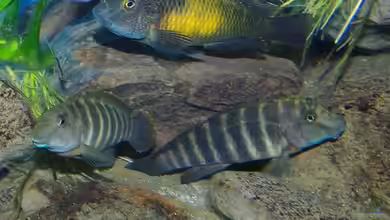 Becken 11564 von Austauscher