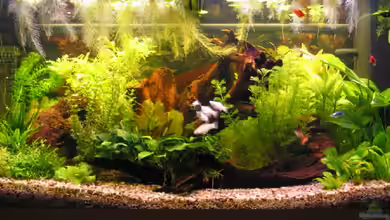 Becken 1158 von Renate u. Hannes Seif