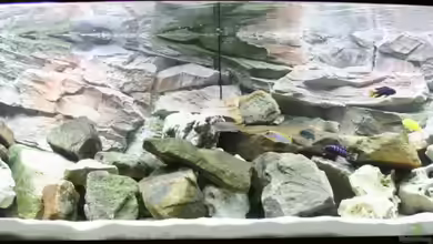 Becken 11589 von fabsi