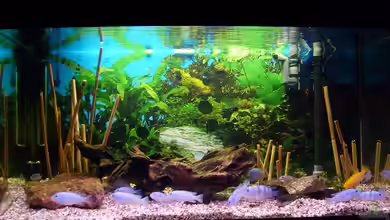 Becken 11596 von SLK Malawi