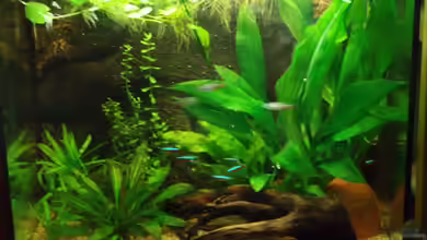 Becken 11600 von Einecke