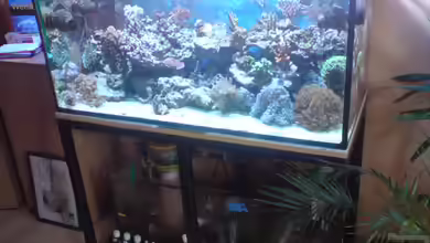 Becken 11616 von Daniel Reichl