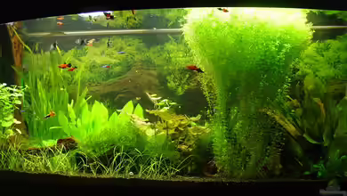 Becken 11621 von kleintommy