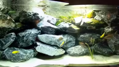 Becken 11628 von rolli174