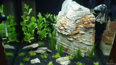 Becken 11640 von David Weidenbacher