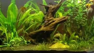 Becken 11649 von Sascha Görtemöller