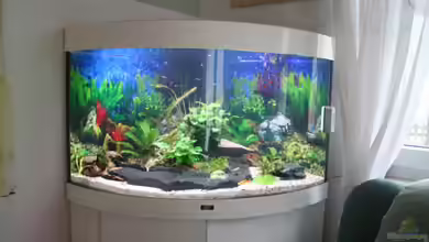 Becken 11650 von Alexander Engel