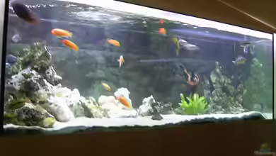 Becken 1166 von Tobias Mann