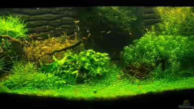 Becken 11671 von Dani B